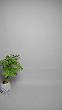 Converted GIF